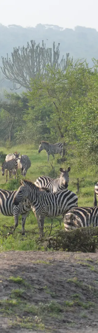 Zebras im Lake Mbruo Nationalpark